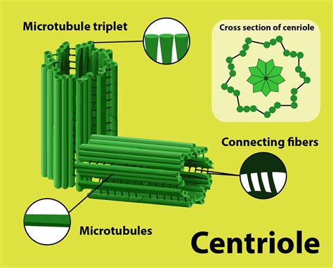 Do centrioles have DNA?