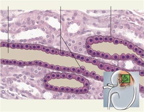 Simple Cuboidal Epithelium Kidney