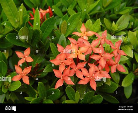 Philippine Flowers