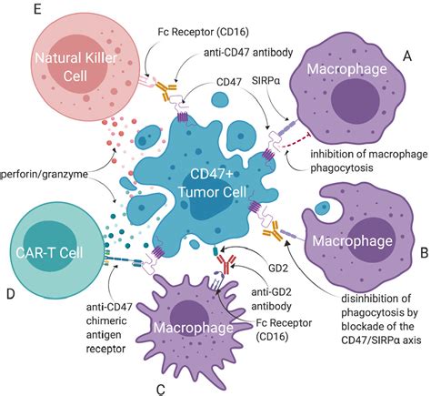 Therapeutic modulation of the CD47-SIRPα axis in the pediatric tumor microenvironment: working ...