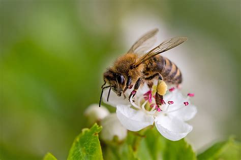 Do the Waggle Dance - Bee Facts for Kids