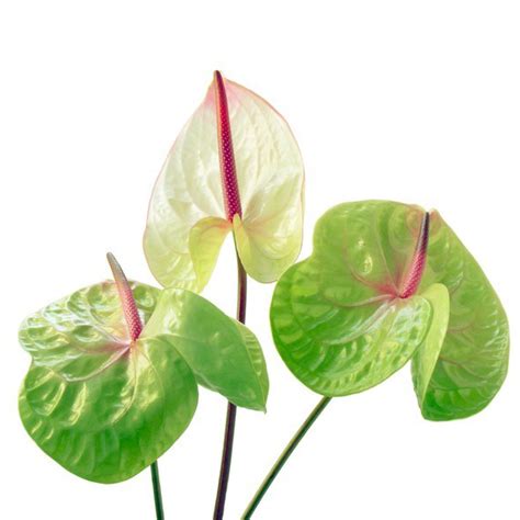 Anthurium, Green – My Flower Stop