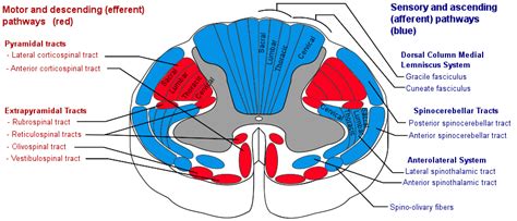 The Somatosensory System – Boundless Anatomy and Physiology