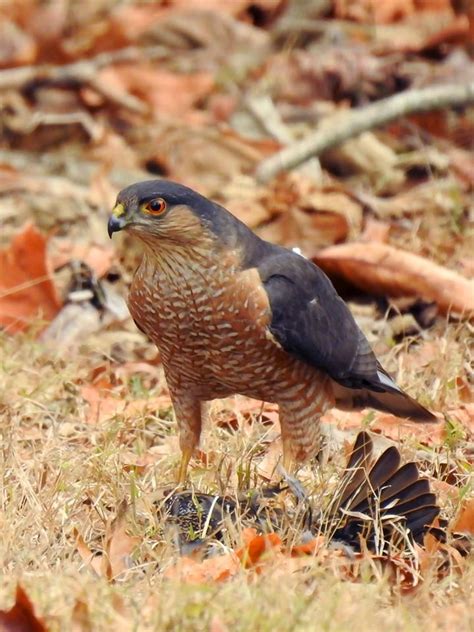 Sharp-shinned hawk | The Raptor Center