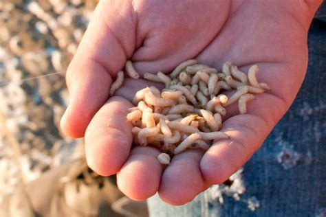 Maggots in Compost? They Aren't As Bad As You Think - Here's Why ...