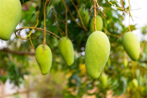 Jarang Diketahui, Ini 7 Manfaat Daun Mangga untuk Kesehatan : Okezone ...