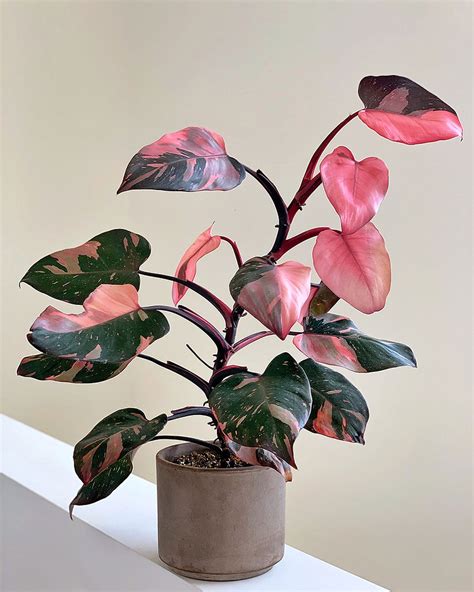 Philodendron Pink Princess Care Tips