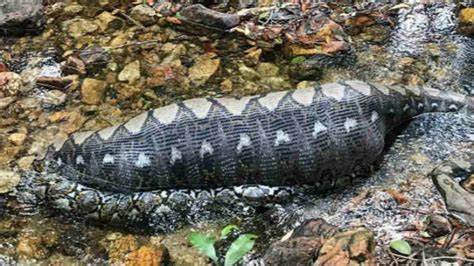 Ular Piton Perut Besar Tak Berdaya di Sungai, Ini yang Dimakannya