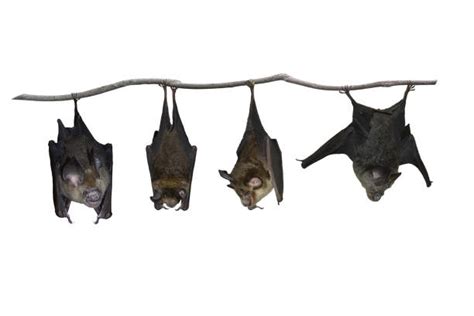 2,500+ Bats Hanging Upside Down Pictures Stock Photos, Pictures & Royalty-Free Images - iStock