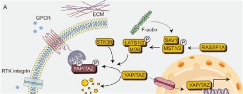 HIPPO Signaling Pathway - AnyGenes