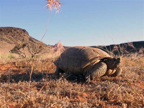 3 endangered species in Utah and how state partnerships are helping them