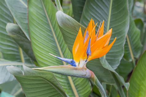 Comment bien planter l'oiseau de paradis (strelitzia reginae)