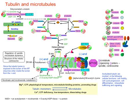 Tubulin and microtubules