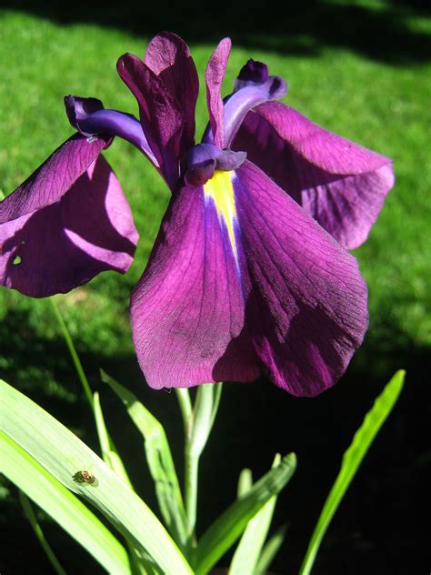 Japanese Iris | Japanese iris, Plants, Garden