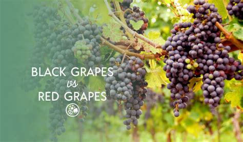 Black Grapes VS Red Grapes | All Of The Ways They Differ