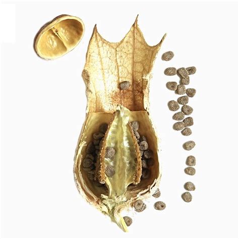 Black Henbane Seeds – Bane Folk