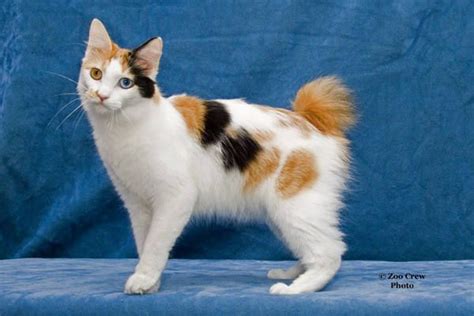 Award Winning Japanese Bobtails | Gata linda, Gatos bonitos, Filhotes de gatos