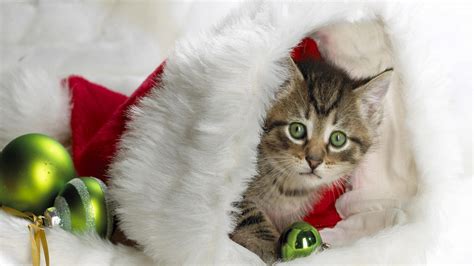 Free download Christmas Kitten HD Wallpaper 187 FullHDWpp Full HD [1920x1080] for your Desktop ...