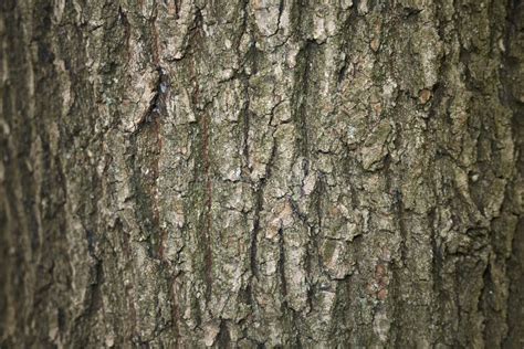 Quercus robur bark stock photo. Image of plant, environment - 113827968