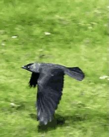 Crow GIF - Crow Bird Flying GIFs | Animation sketches, Animated animals, Animation reference