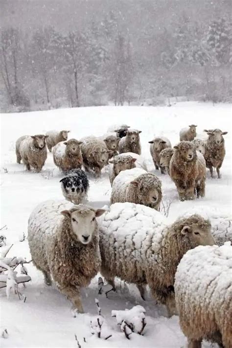 Get Ready to Say Aww Animals in Snow ... | Sheep farm, Farm animals ...