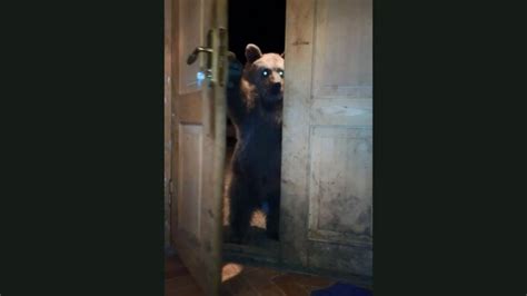 Bear unlocks door of house, asks for food from human. Watch | Trending ...