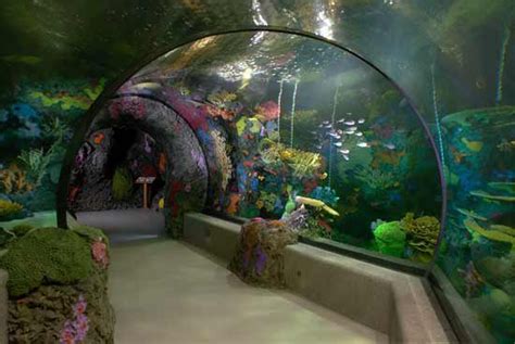 Family Friendly Activities: Virginia Beach Aquarium | Military Town Advisor