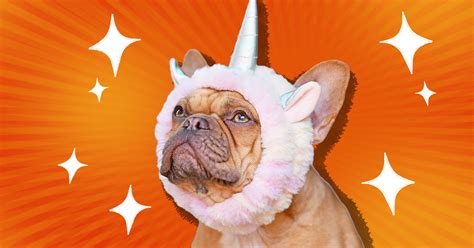 Unicorn Dog