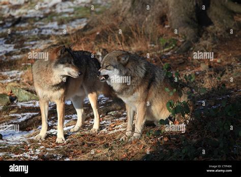 Wolves in Bavarian Forest Stock Photo - Alamy