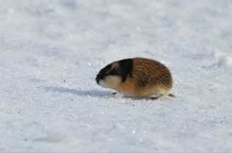 Arctic lemming - Alchetron, The Free Social Encyclopedia