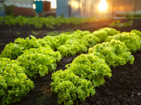 Growing Conditions For Vegetables