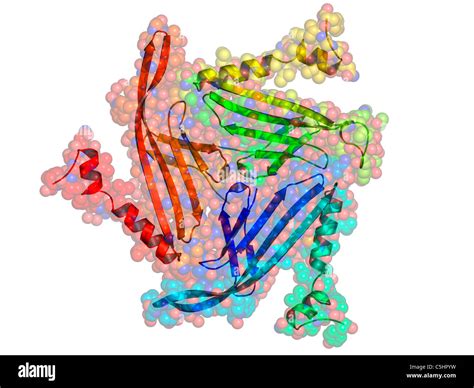 Bacteriophage MS2 capsid protein Stock Photo - Alamy