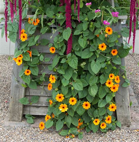 Black-Eyed Susan Vine seeds - Thunbergia alata - 28 seeds – Garden Seeds Market | Free shipping