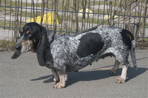 Basset Bleu de Gascogne Dog - Puppies, Rescue, Pictures, Information, Temperament ...