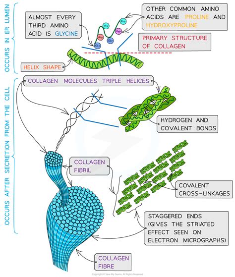 CIE A Level Biology复习笔记2.3.6 Collagen-翰林国际教育