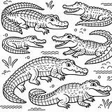Crocodile Coloring Pages  Gem sketch template
