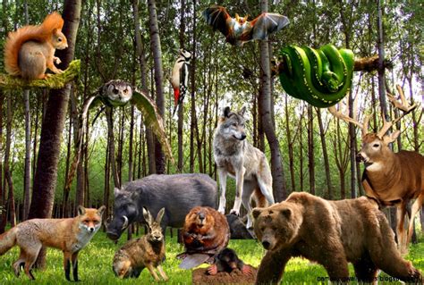 Theme Forest Animals Group Activities See And Talk - Different Animals In Forest - 1020x687 ...