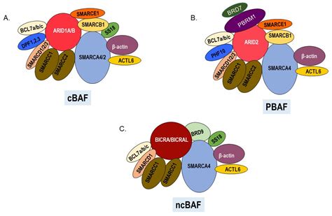 Epigenomes | Free Full-Text | SWI/SNF Chromatin Remodeling Enzymes in ...