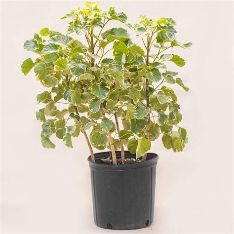 Aralia Variegated Indoor Plant - with Pot - Online Plants & Flowers ...