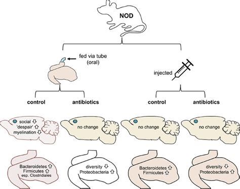 Microbiome: Does the brain listen to the gut? | eLife