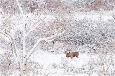 Mule Deer Snow Scene | Jefferson County Open Space, Colorado | Dave Showalter Nature Photography