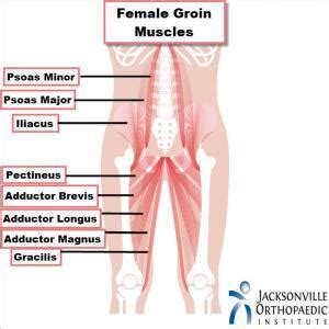 Groin Pain in Females - JOI Jacksonville Orthopaedic Institute