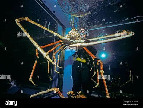 Japanese Giant Spider Crab Macrocheira kaempferi World s Largest Crustacean Tokyo Aquarium Japan ...