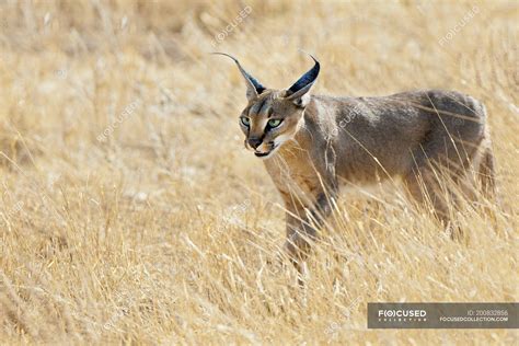 Caracal hunting in tall grass meadow in Samburu National Park, Kenya, East Africa — game reserve ...