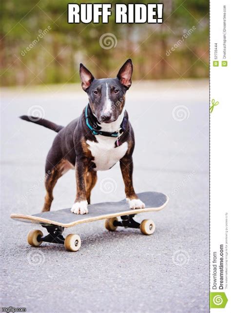 Image tagged in dog on skateboard - Imgflip