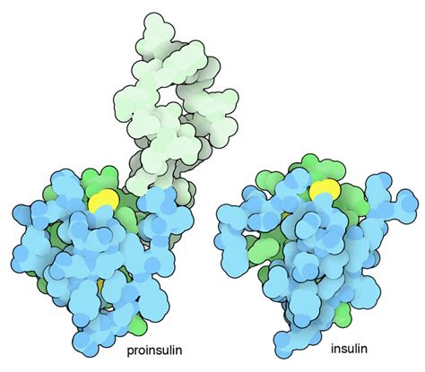 PDB-101: Molecule of the Month: Insulin