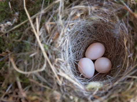 How to Incubate And Hatch Parrot Eggs At Home - WooParrot