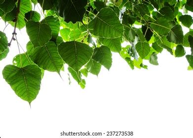 4,194 Sacred fig tree Images, Stock Photos & Vectors | Shutterstock