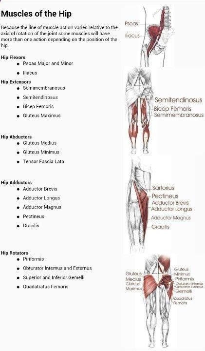 Hip Extensor Muscles