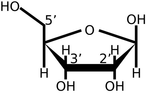 [DIAGRAM] Diagram Of Ribose - MYDIAGRAM.ONLINE